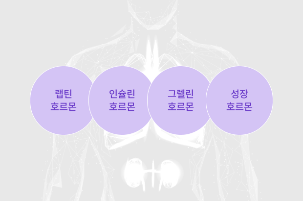 호르몬의 불균형 교정